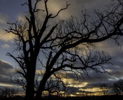 Oak Tree Silhouette, Sky at Sunset