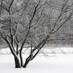 Fresh Snow on Tree