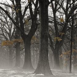 Oaks Surrounded by Ground Fog 