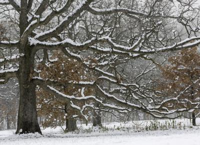 Snowy Oak Tree Branches