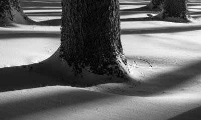 Shadows Underneath a Tree Trunk
