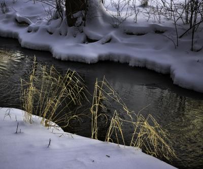 Fresh Snow and Grasses on Willoway Brook