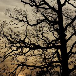 Millennium Oak at Sunset