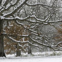Snowy Oak Tree Branches