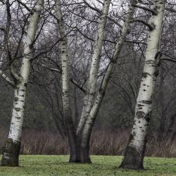 White Poplars, Trunks and Branches 