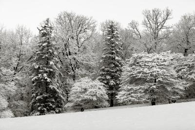 Trees in Fresh Snow