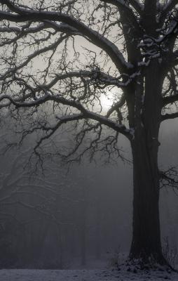 Oak Silhouette in Morning Fog