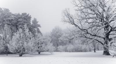 Snowy Winter Scene on The Morton Arboretum's East Side