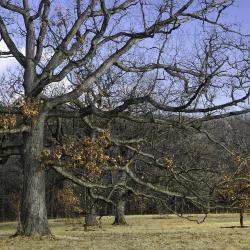 Oak Tree, Branch Structure