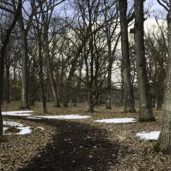 Snow Remnants among Oak Trees
