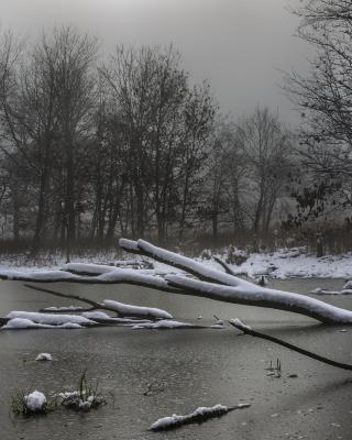 Dead Trees in Frozen Pond