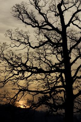 Millennium Oak at Sunset