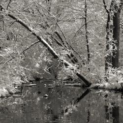 Willoway Brook in Winter