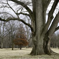 Ancient Elm Tree