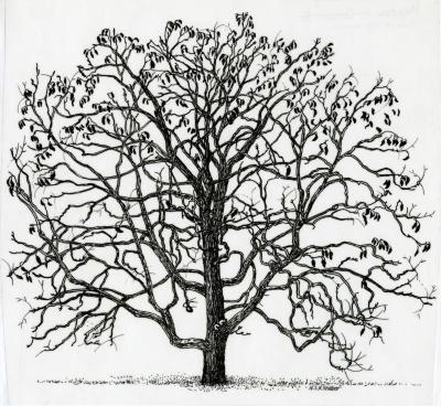Tree of the month: Kentucky coffeetree, Gymnocladus dioicus