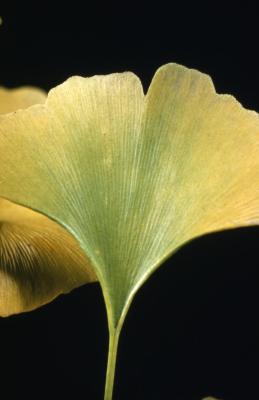 Ginkgo biloba (ginkgo), leaf detail