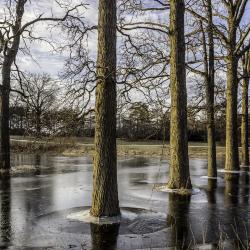 Oak Trees in Ice