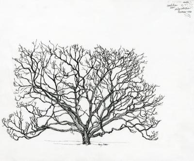 Tree of the month No. 13: Amur cork tree, Phellodendron amurense