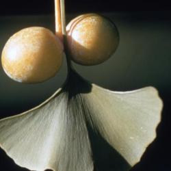 Ginkgo biloba (ginkgo), fruit and leaves detail