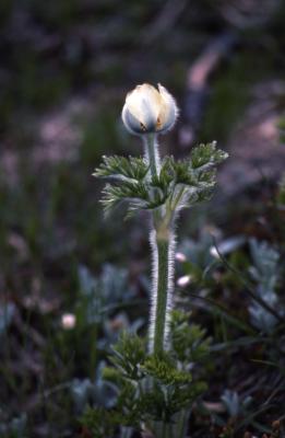 Anemone occidentalis S.Watson (white pasqueflower), close-up of bud, stem and leaves