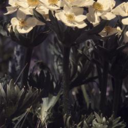 Anemone narcissiflora L. (narcissus-flowered anemone), close-up of white flowers and stems