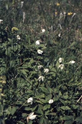 Anemone cylindrica Gray (thimbleweed), habitat 