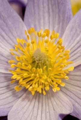 Anemone patens var. multifida Pritz. (pasqueflower), close-up of flower