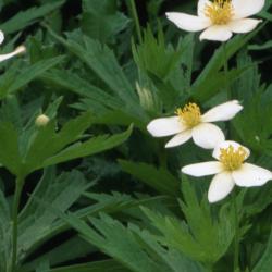 Anemone canadensis L. (Canada anemone), flowers, buds and, upper leaves