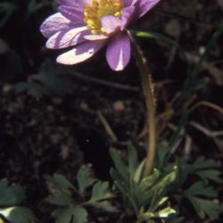 Anemone caroliniana (Carolina anemone), close-up of flower, stem, and leaves