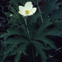 Anemone canadensis L., (Canada anemone), flowers with stem and leaves