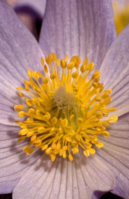 Anemone patens var. multifidia Pritz. (pasqueflower), close-up of flower