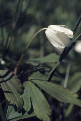 Anemone cylindrica Gray (thimbleweed), close-up of flower