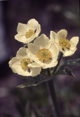 Anemone narcissiflora L. (narcissus-flowered anemone), close-up of flowers