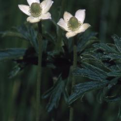 Anemone cylindrica Gray (thimbleweed), close-up of flowers with stems and leaves