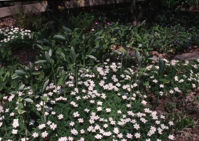 Anemonoides nemorosa (L.) Holub (wood anemone), habit
