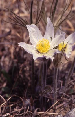 Anemone patens var. multifida Pritz. (pasqueflower), close-up of flower and stem