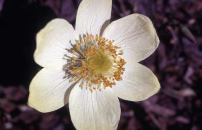 Anemone occidentalis S.Watson (white pasqueflower), close-up of flower