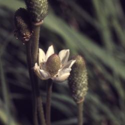 Anemone cylindrica Gray (thimbleweed), close-up of flower and cylindrical seed cones
