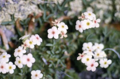 Androsace chamaejasme ssp. carinata (sweetflower rock jasmine), close-up of flowers