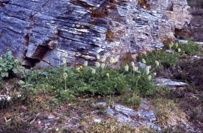 Anemone occidentalis S.Watson (white pasqueflower), habit, habitat 