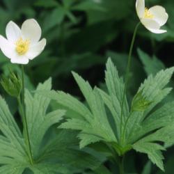 Anemone canadensis L. (Canada anemone), close-up of flower, stems, and upper leaves