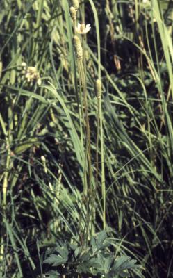 Anemone cylindrica Gray (thimbleweed), habit