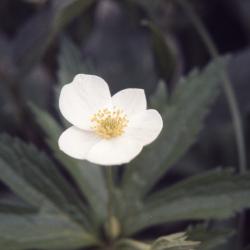 Anemone canadensis L. (Canada anemone), close-up of flower
