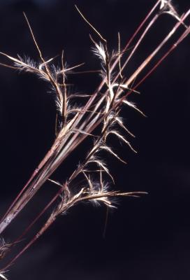 Schizachyrium scoparium (Michx.) Nash (little bluestem), close-up of seedheads