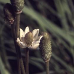 Anemone cylindrica Gray (thimbleweed), close-up of flower and cylindrical seed cones
