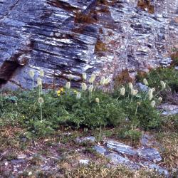 Anemone occidentalis S.Watson (white pasqueflower), habit, habitat 