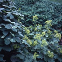 Alchemilla mollis (lady’s mantle) leaves and flowers, Juniperus procumbens (Siebold ex Endl.) Miq. (Japanese garden juniper) needles, Viburnum ×juddii Rehd. (Judd’s viburnum), leaves 
