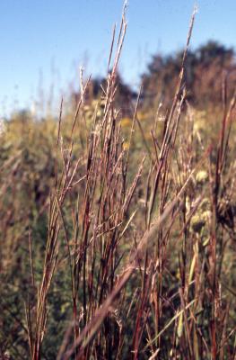 Schizachyrium scoparium (Michx.) Nash (little bluestem), stems and seedheads