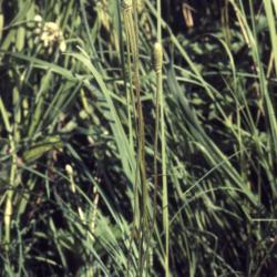 Anemone cylindrica Gray (thimbleweed), habit