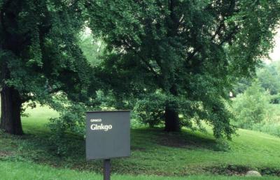 Ginkgo biloba (ginkgo), Ginkgo Collection sign at The Morton Arboretum